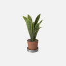 House Plant