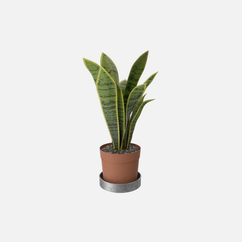 House Plant