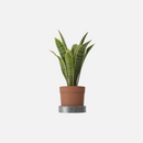 House Plant