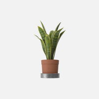 House Plant