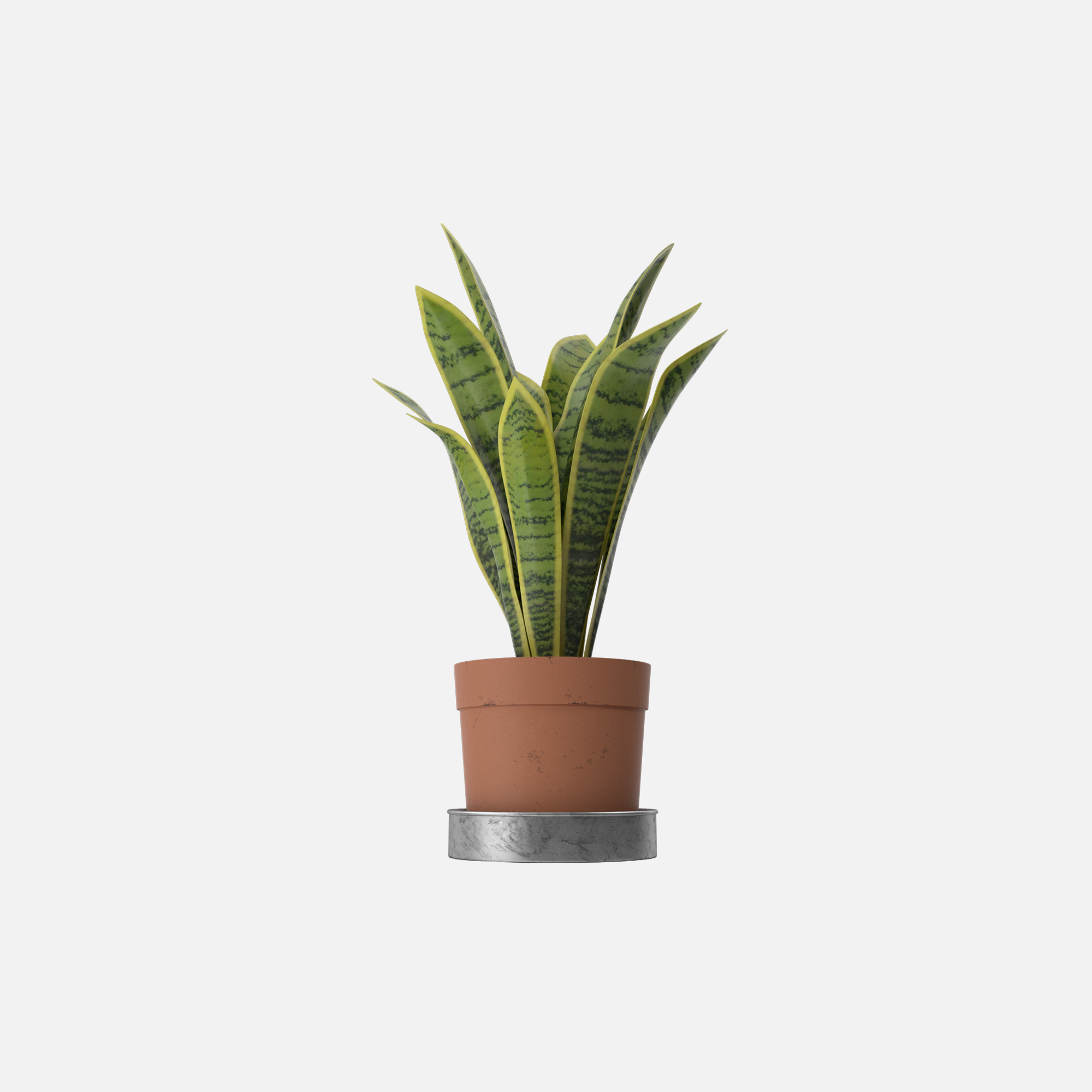 House Plant