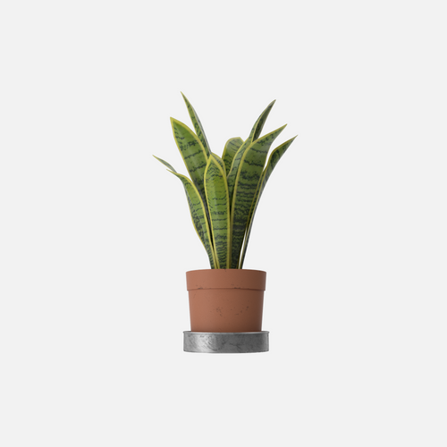 House Plant