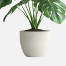 Monstera
