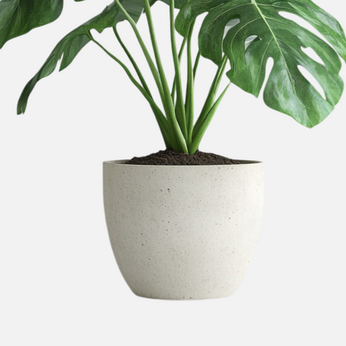 Monstera