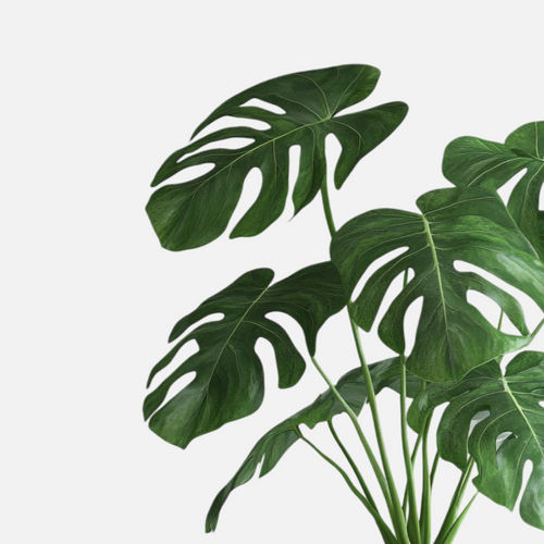 Monstera