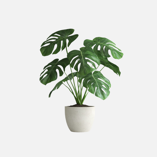 Monstera